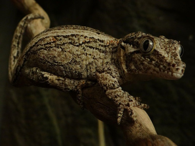 Геккон новокаледонский ушастый, S (Rhacodactylus auriculatus)